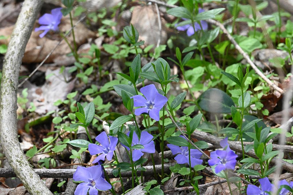 2025-04256565 Broad Meadow Brook, MA.JPG - Periwinkle. Broad Meadow Brook Wildlife Sanctuary, MA, 4-25-2025